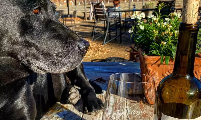 Enjoy Barrel Tasting and Winery Tour for Two, Four or Six