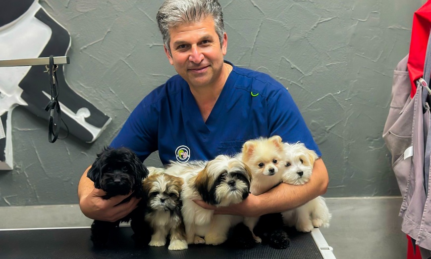 Image 3: Cat and Dog Check Up and Vaccinations 