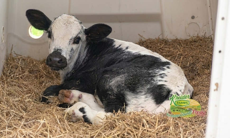 Image 3: Kreider Farms Dairy and Farm Tour for Four or Eight – Manheim