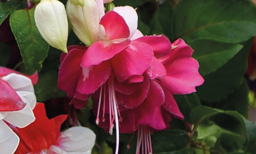 Image 12: Up to 100 Fuchsia Giant Mixed Collection Plants