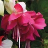 Image 12: Up to 100 Fuchsia Giant Mixed Collection Plants