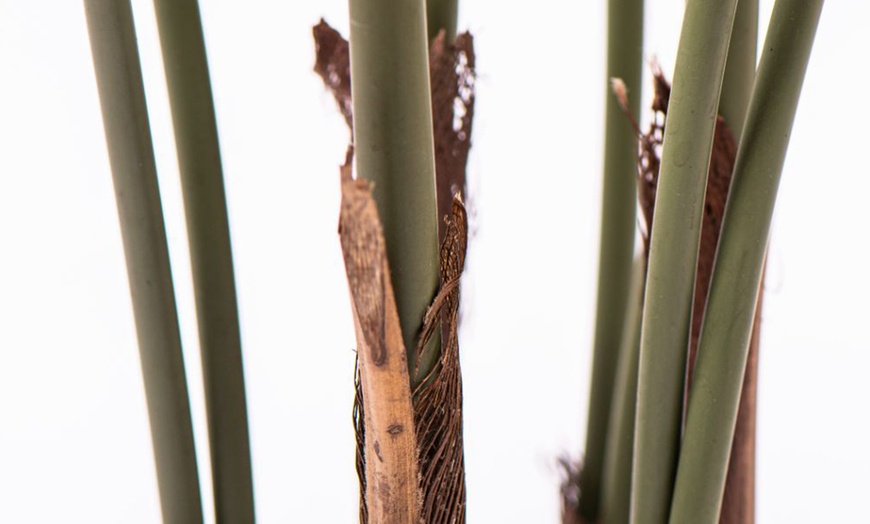 Image 21: Artificial Plants and Trees - Bamboo, Ficus, Olive and Palm