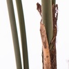 Image 21: Artificial Plants and Trees - Bamboo, Ficus, Olive and Palm