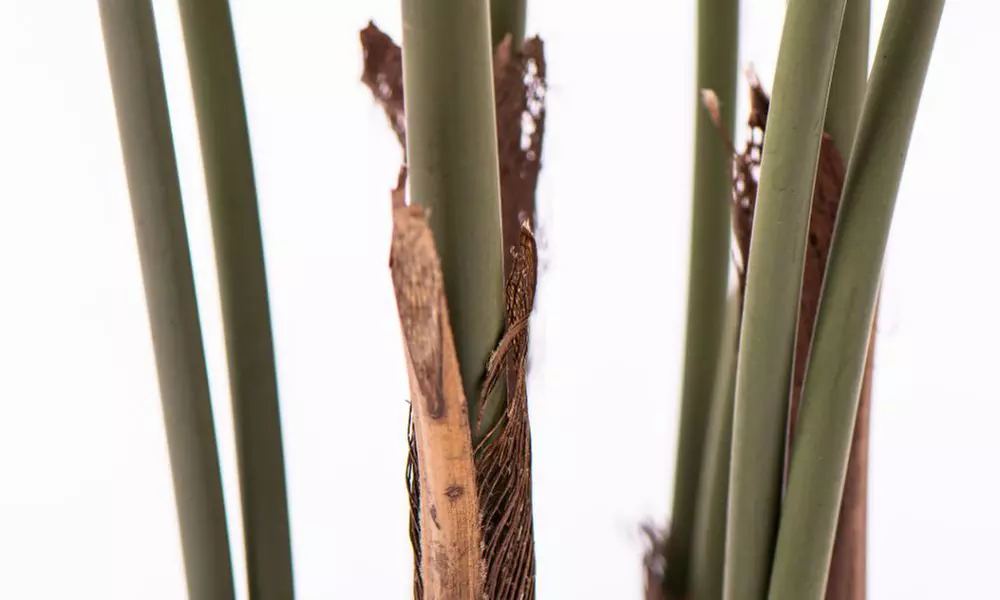 Artificial Plants and Trees - Bamboo, Ficus, Olive and Palm