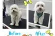 Christmas Full Grooming Packages for Small, Medium & Large Dogs at Paw Studio Services (Up to 28% Off) - Second Medium