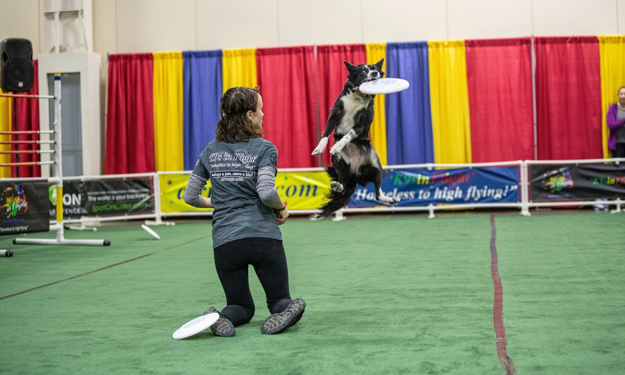 Novi Pet Expo: Michigan's Largest Pet Celebration