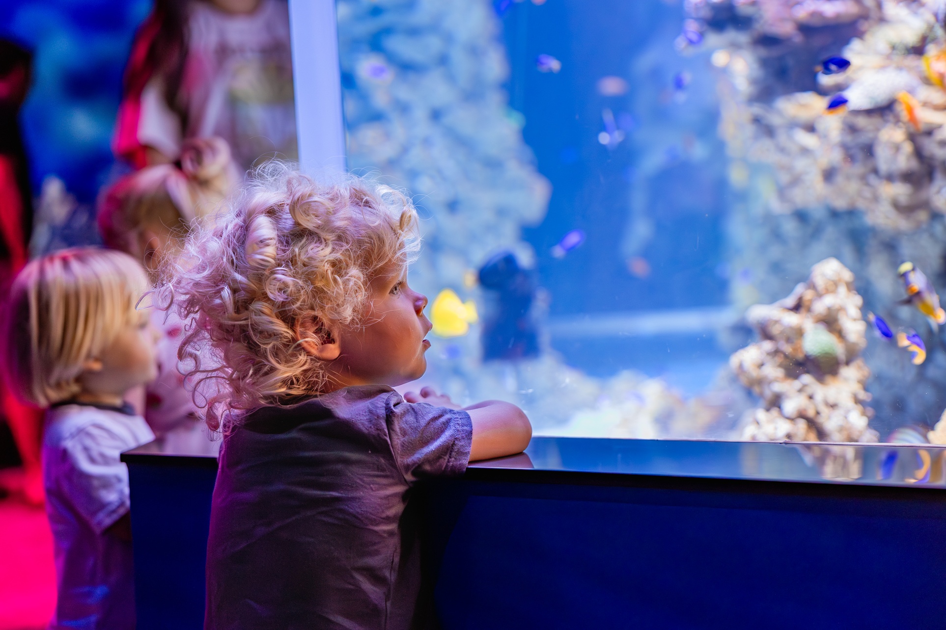 Holiday Event: Seas 'n' Greetings at Birch Aquarium – San Diego