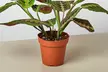 Maranta Red Prayer Plant in 4" and 6" Sizes with Free Shipping - Indoor and Outdoor Plants Up to 24% Off - Second Medium