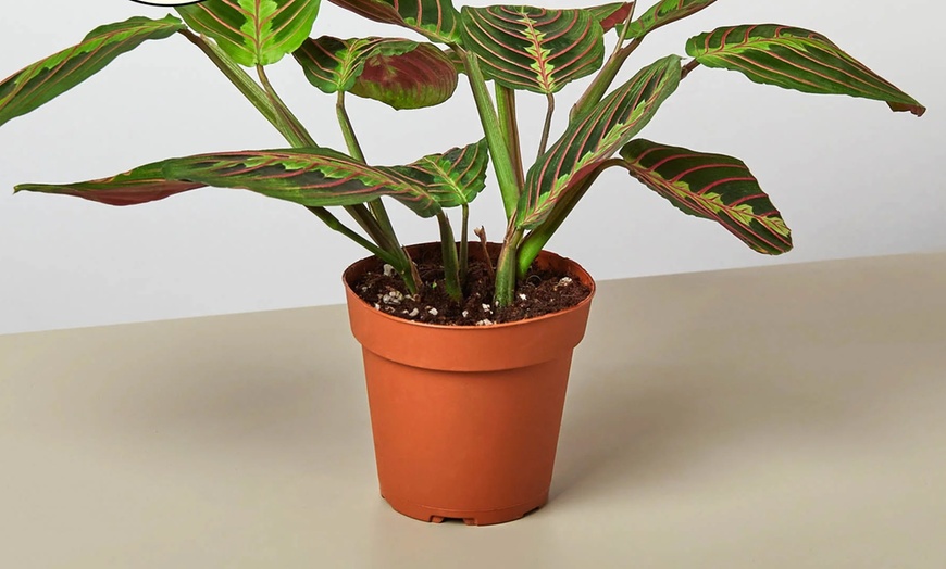 Image 6: Stunning Foliage: Adorn Your Space with a Maranta Red Prayer Plant from House Plant Shop with Free Shipping Up to 15% Off