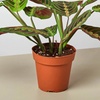Image 6: Maranta Red Prayer Plant in 4" and 6" Sizes with Free Shipping Up to 24% Off