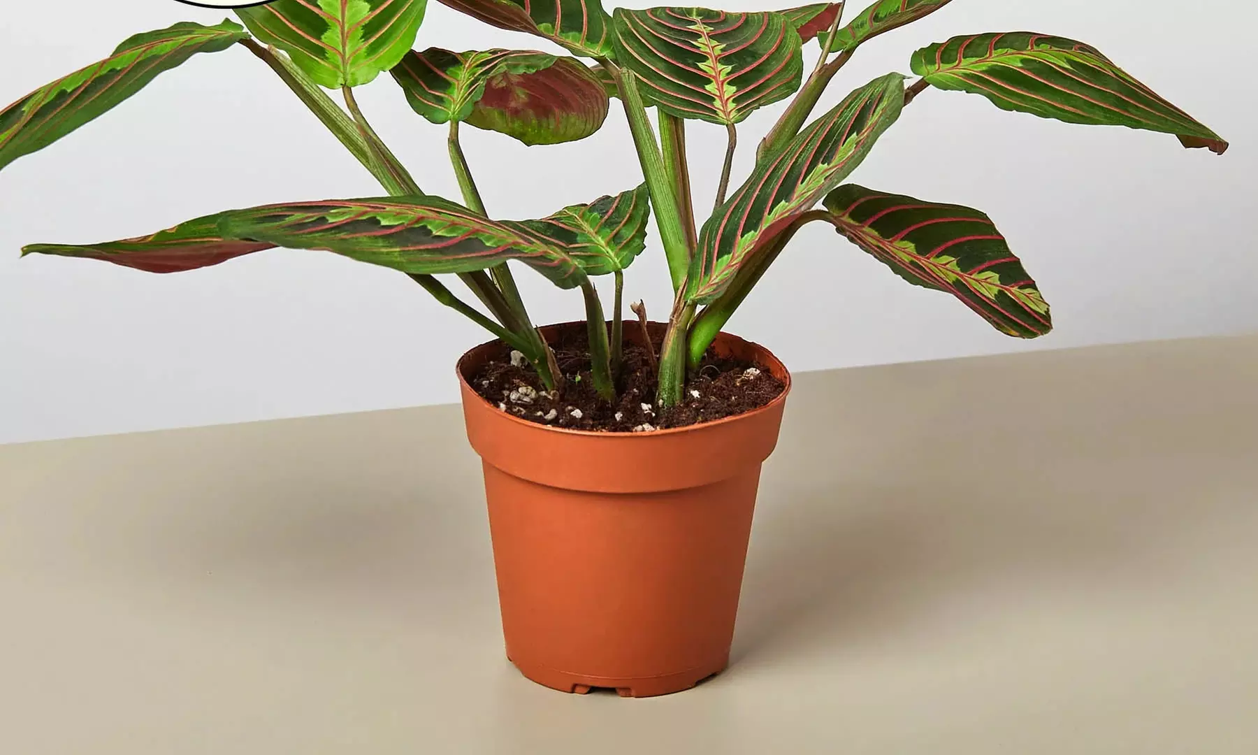 Stunning Foliage: Adorn Your Space with a Maranta Red Prayer Plant from House Plant Shop with Free Shipping Up to 15% Off