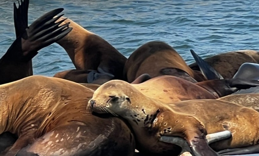Image 3: Discover Marine Wonders on a Fast-paced Sea Safari