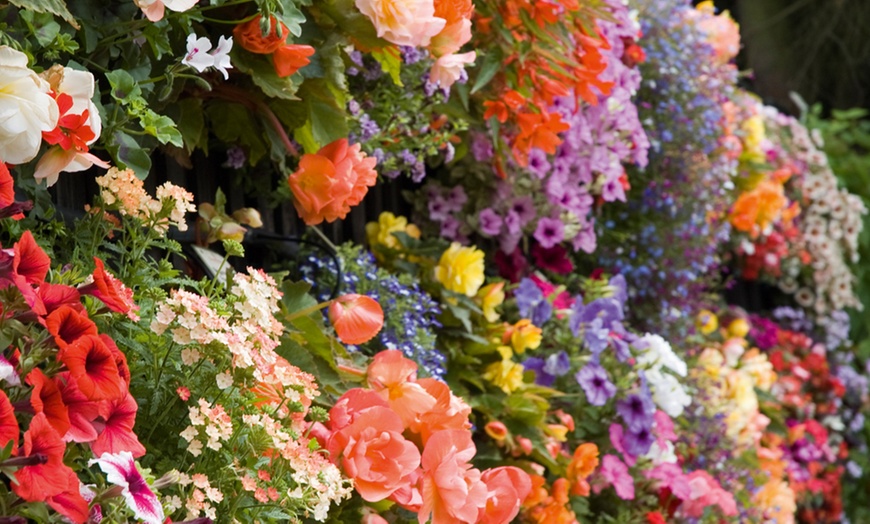 Image 8: Lucky Dip Summer Bedding Plants - Up to 144 Plants