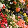 Image 8: Lucky Dip Summer Bedding Plants - Up to 144 Plants