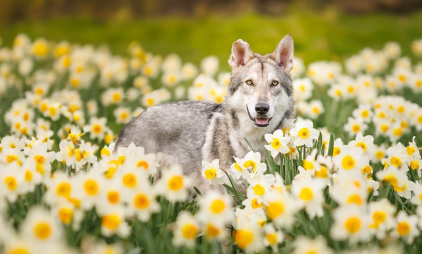 Image 9: Mini Doggy, Family, Full Doggy, or Full Family Photoshoot and More