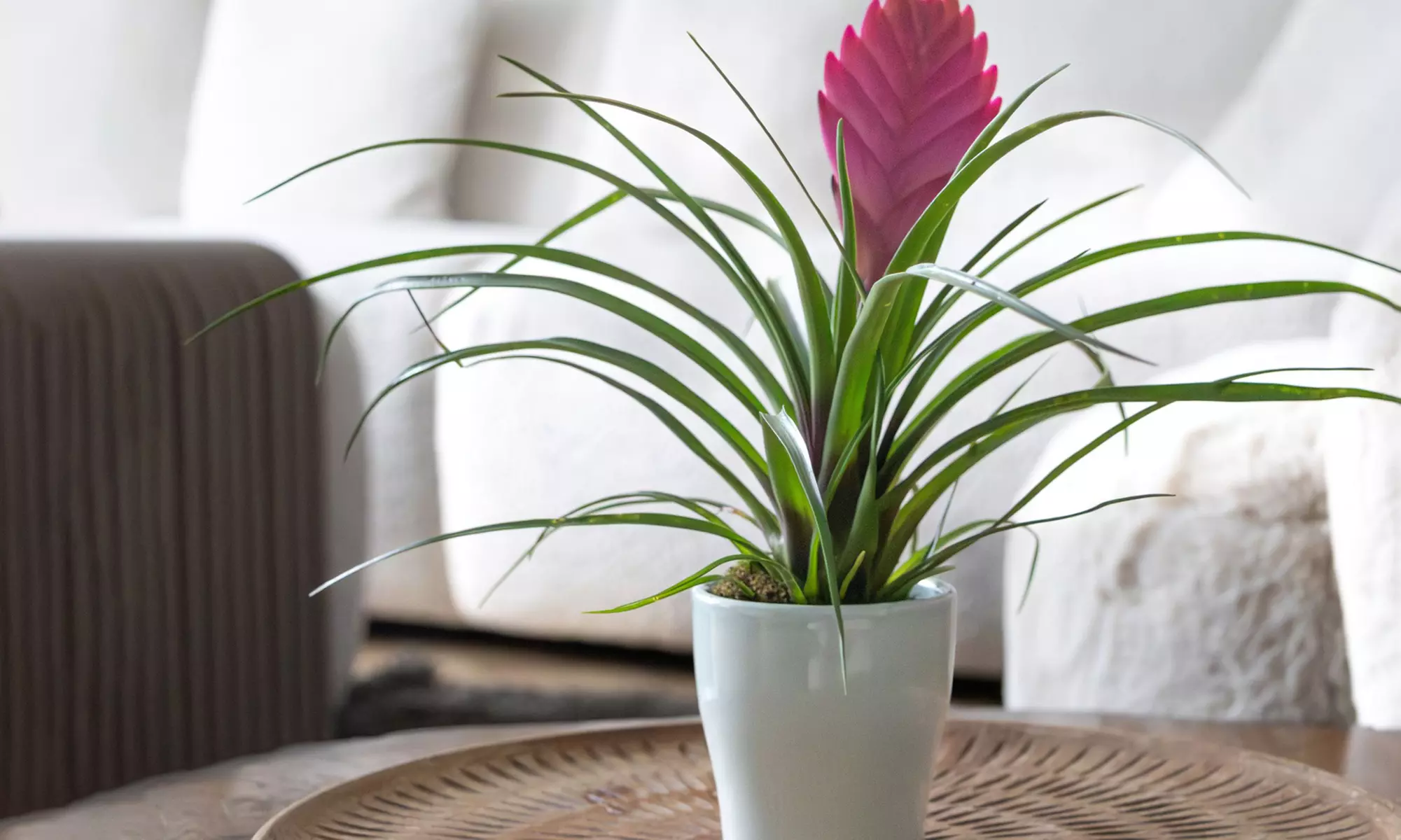 Rootz 3er-Set Blaue Tillandsien inkl. Bulumentöpfen