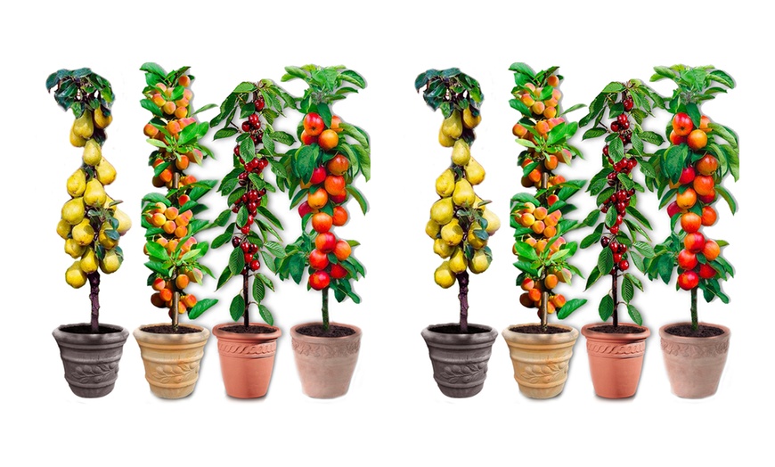 Image 6: Lot de 4 ou 8 arbres fruitiers colonnaires de Europa Green