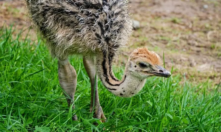 Offene Führung auf der Straußenfarm für Erwachsene und Kinder