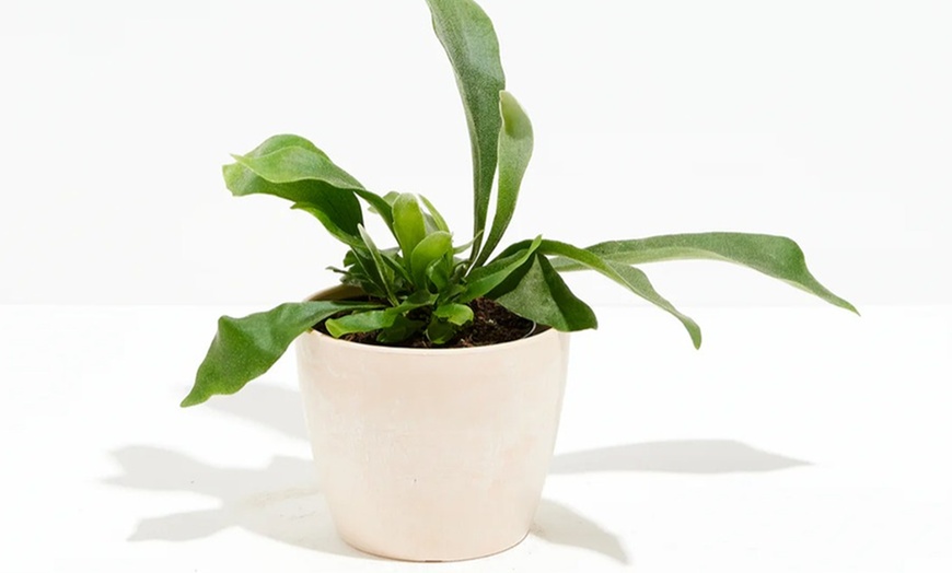 Image 6: Lively Root Deal: Small Indoor Houseplant Collection with Eco-Pot Planter