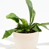Image 6: Lively Root Deal: Small Indoor Houseplant Collection with Eco-Pot Planter