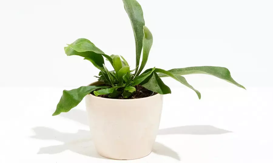 Lively Root Deal: Small Indoor Houseplant Collection with Eco-Pot Planter