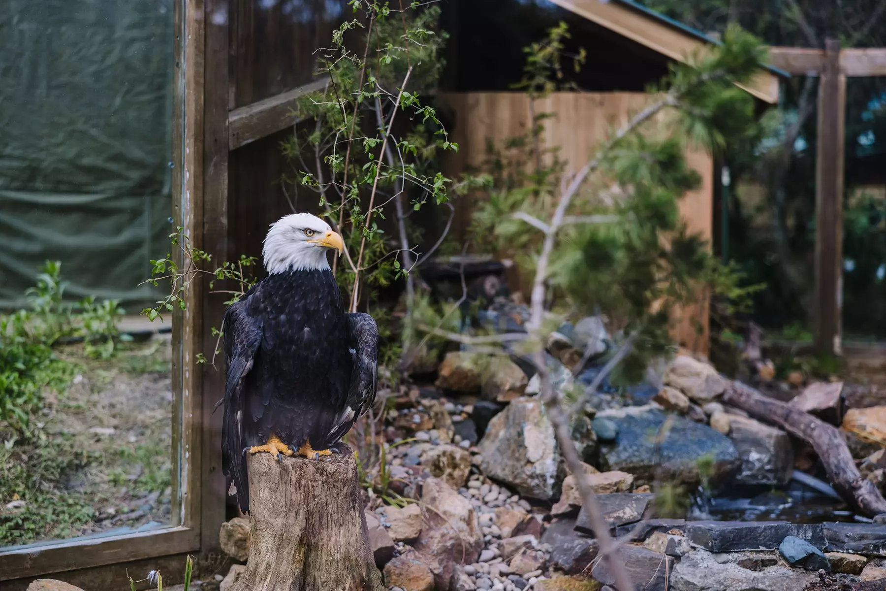 Explore Animal Habitats & Join Conservation Efforts at Wildlife Images