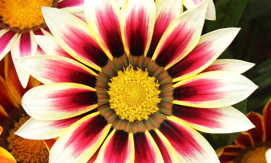 Image 4: 10 or 20 Gazania 'Firecracker' Garden-Ready Plants