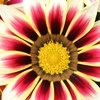 Image 4: 10 or 20 Gazania 'Firecracker' Garden-Ready Plants