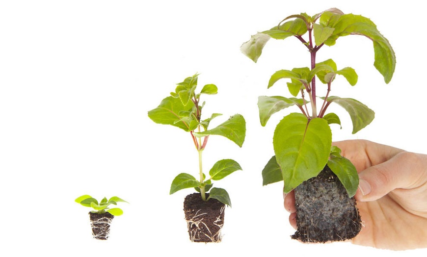 Image 4: 10 or 20 Marigold Durango Mix Plants