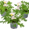 Image 3: 3 o 6 plantas de geranio "Pelargonium graveolens" antimosquitos