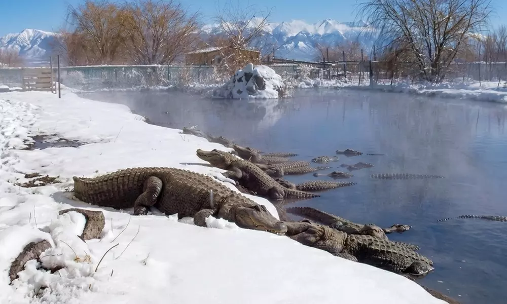 Colorado Gators Reptile Park Admissions for Adult or Children – Mosca