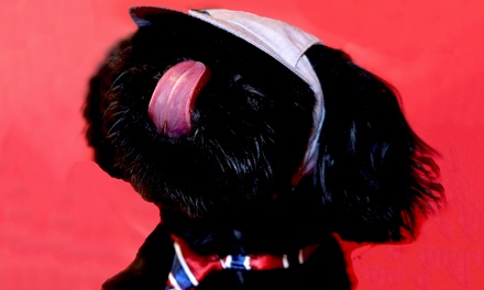 Shooting photo pour animaux de 30 minutes avec 1 photo HD ou grand format - BY MISS LEY PROD