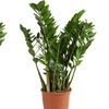 Image 8: 1 o 2 plantas Zamioculcas (planta ZZ) en maceta de tamaño a elegir