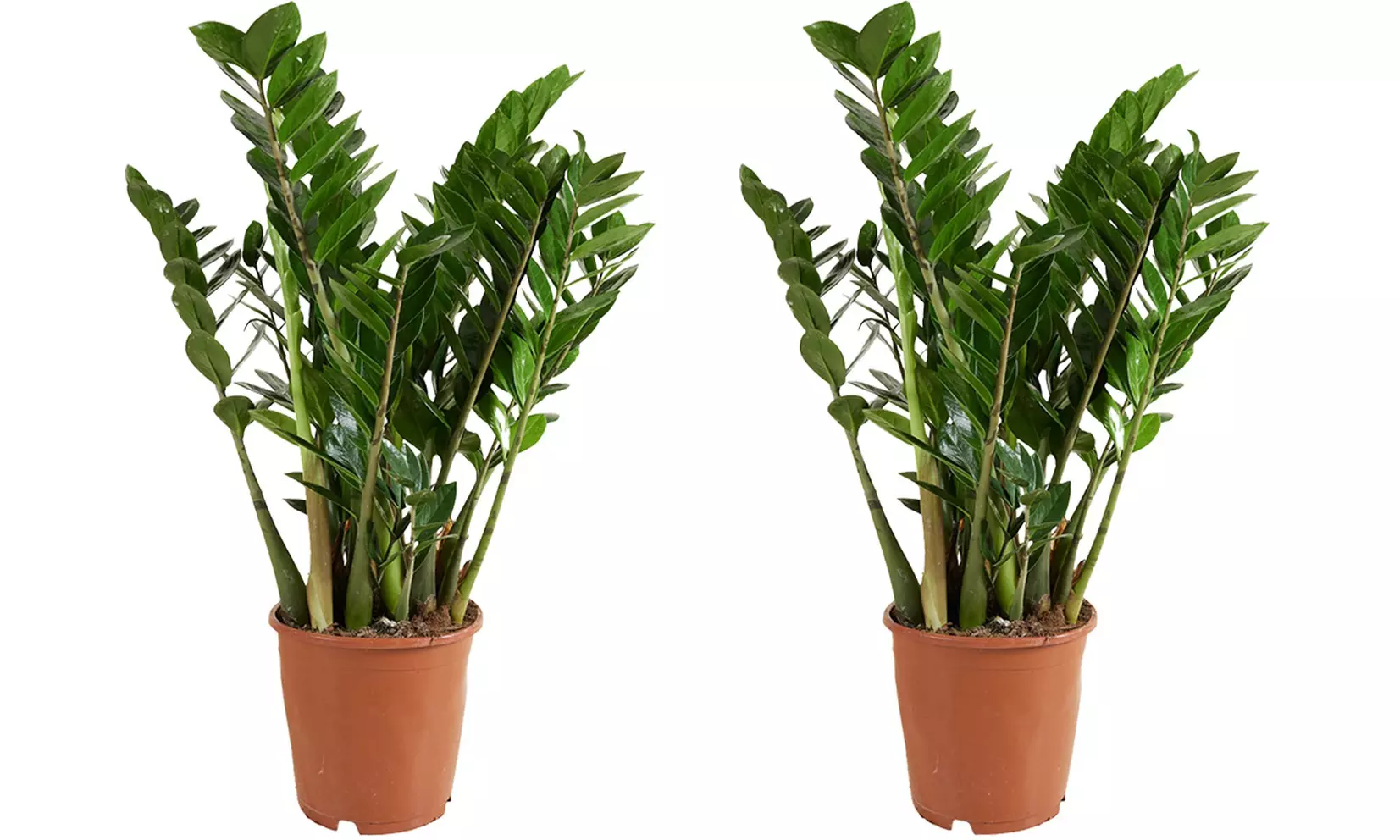 1 o 2 plantas Zamioculcas (planta ZZ) en maceta de tamaño a elegir