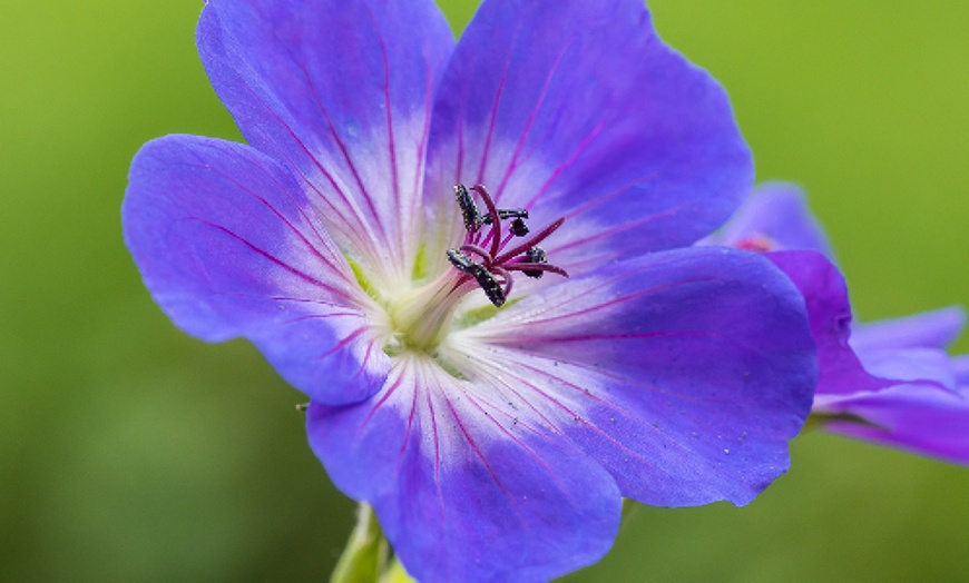 Image 5: Three Geranium 'Rozanne' Potted Plants