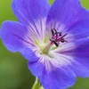 Image 5: Three Geranium 'Rozanne' Potted Plants