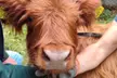 Odkryj sielski świat zwierząt: bilety do mini zoo dla 1, 2, 3 lub 4 osób na Ranczu Urzecze (do -29%) - Image 6