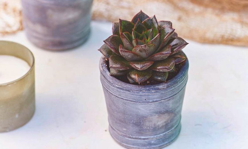 Image 11: 4 or 8 Echeveria Jumbo Plug Collections with Optional Bowl Planter