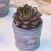 Image 11: 4 or 8 Echeveria Jumbo Plug Collections with Optional Bowl Planter