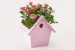 Luxury Lush House Plants from ProFlowers for Every Milestone Celebration (Up to 50% Off) - Second Medium