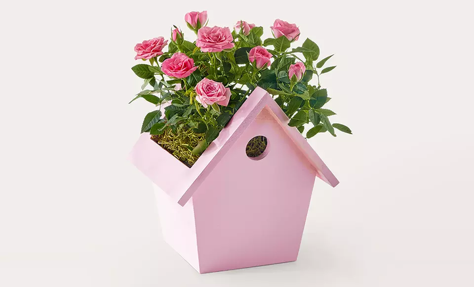 ProFlowers: Elegant Plants for Life's Special Moments (Up to 50% Off)