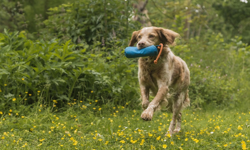 Image 5: Online-Hundetraining oder Beratung vor der Anschaffung eines Hundes 