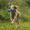 Image 5: Online-Hundetraining oder Beratung vor der Anschaffung eines Hundes 