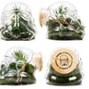 Image 3: Storm Trooper Terrarium and Cookie Jar