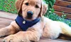 FurHaven Pet Easy Comfort Mesh Dog Harness