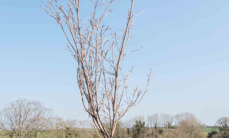 Image 4: One or Three Cornus Mid Winter Fire 3-Litre Plant Pots