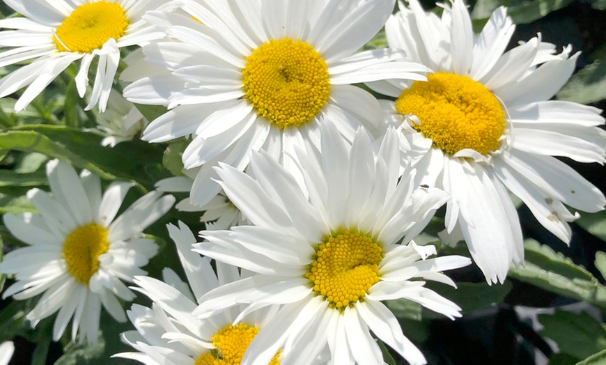 Image 3: One or Three Leucanthemum Madonna Plants