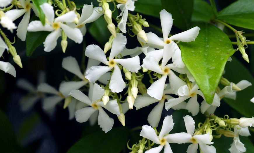 Image 2: Trachelospermum Jasminoides Plants - Two Litre