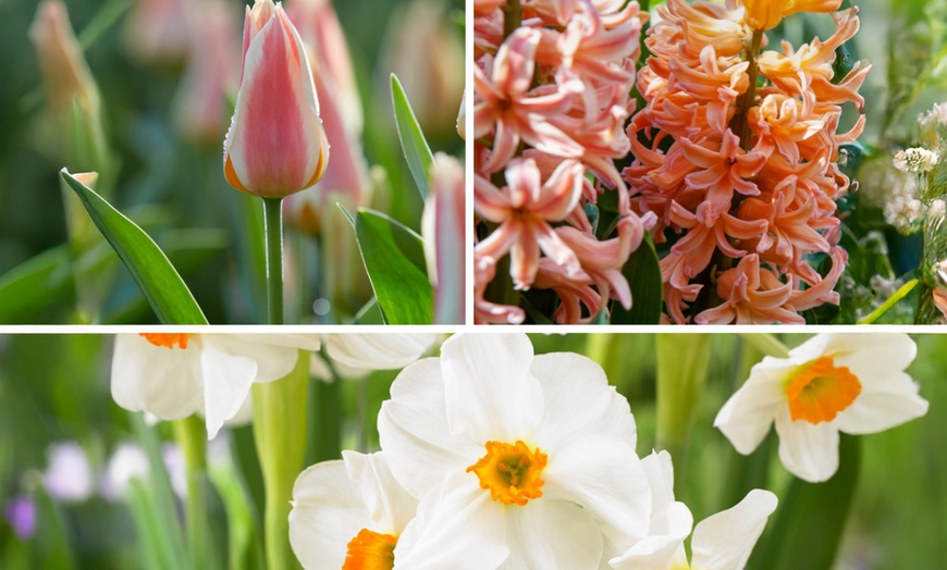 Image 5: Set van 25 kleurrijke bloembollen mix