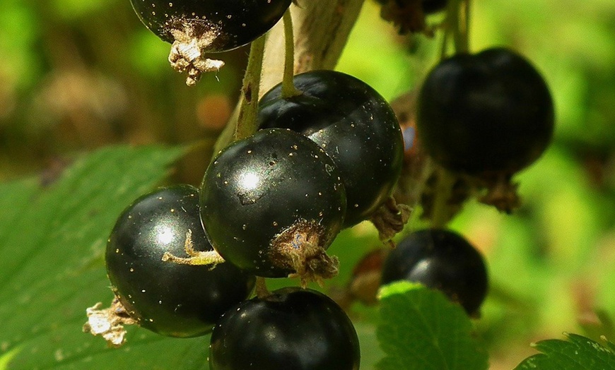 Image 3: Set di 4 piante da frutto di Ribes selvatico